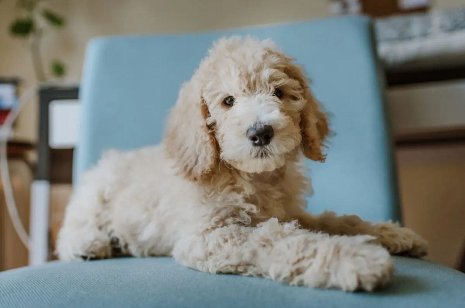 Cream Labradoodle