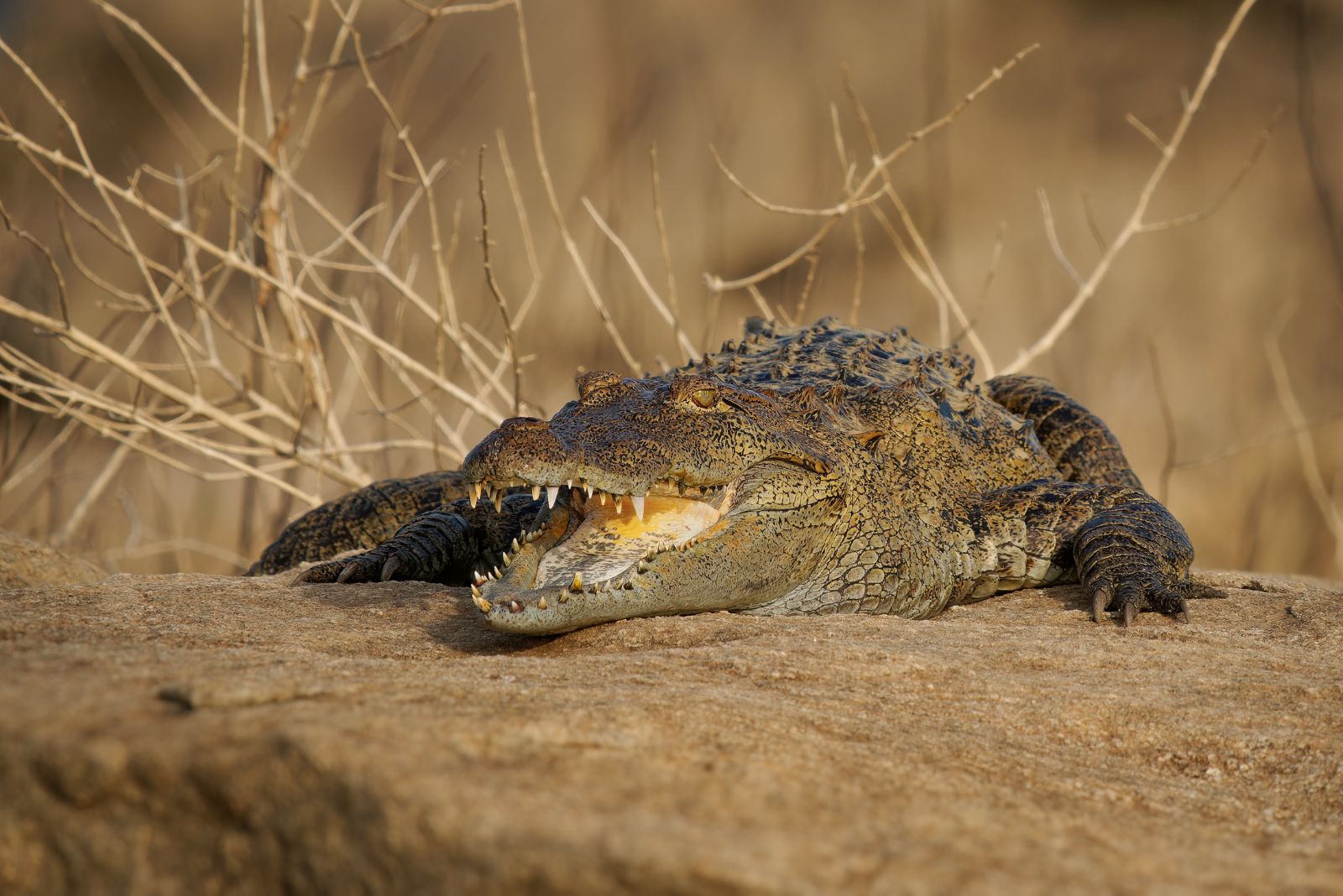 Crocodile