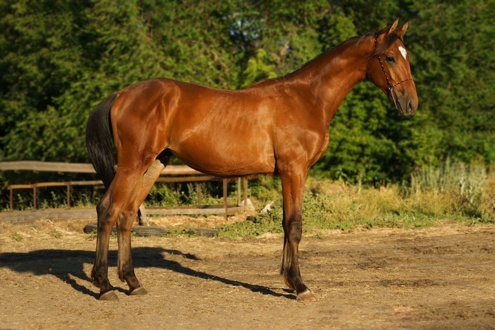 Crossbred Horse