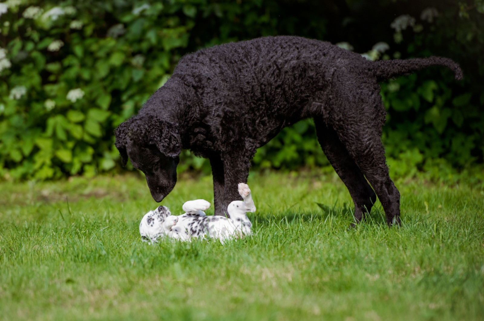 Curly-coated Retriever