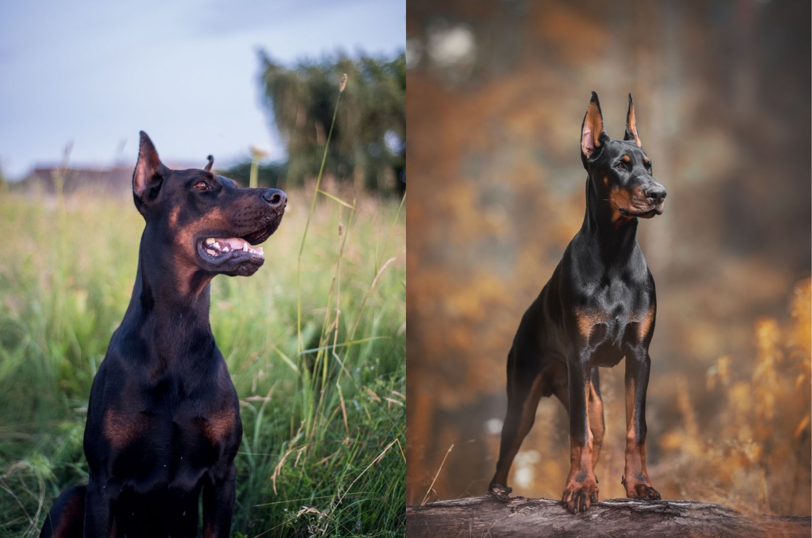 Cute American Doberman And Cute European Doberman