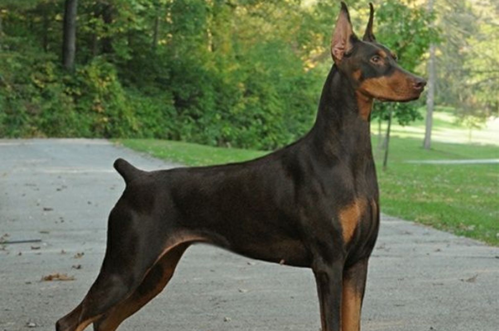 Cute American Doberman Pinscher