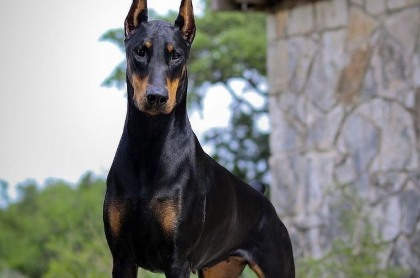 Cute American Doberman