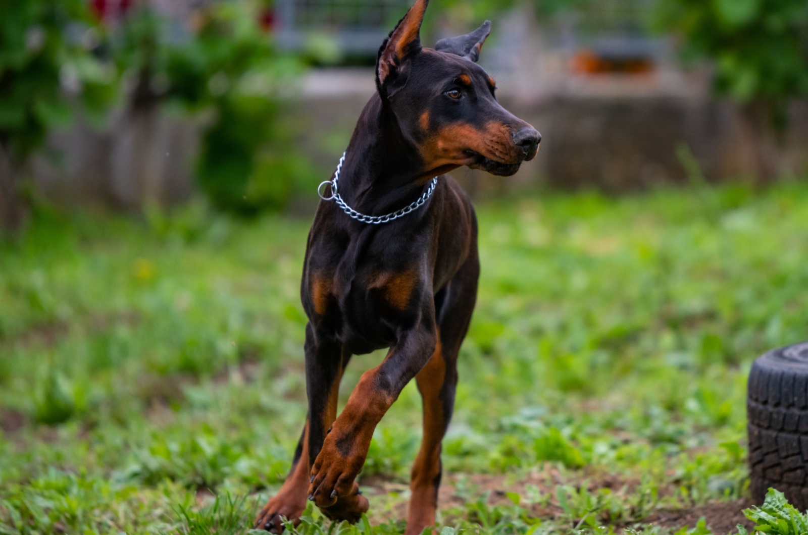 Cute European Doberman