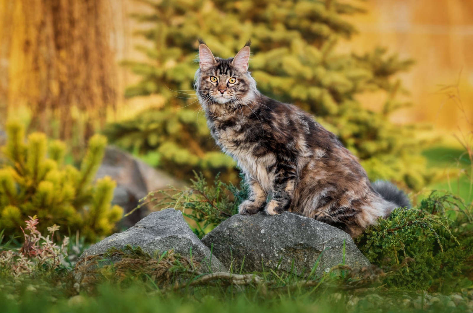 Cute Maine Coon