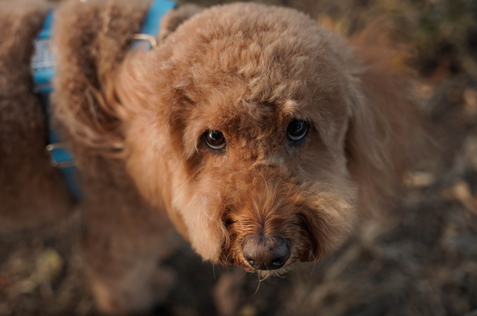 Cute Mini Goldendoodle Dog