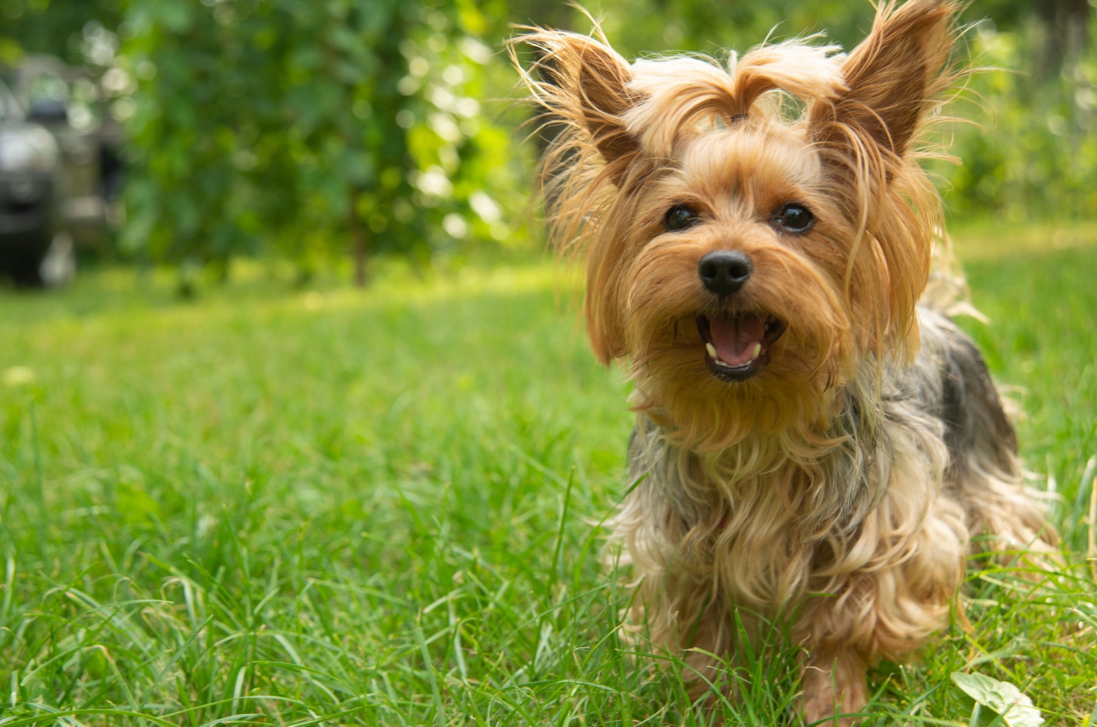 Cute Yorkie Dog