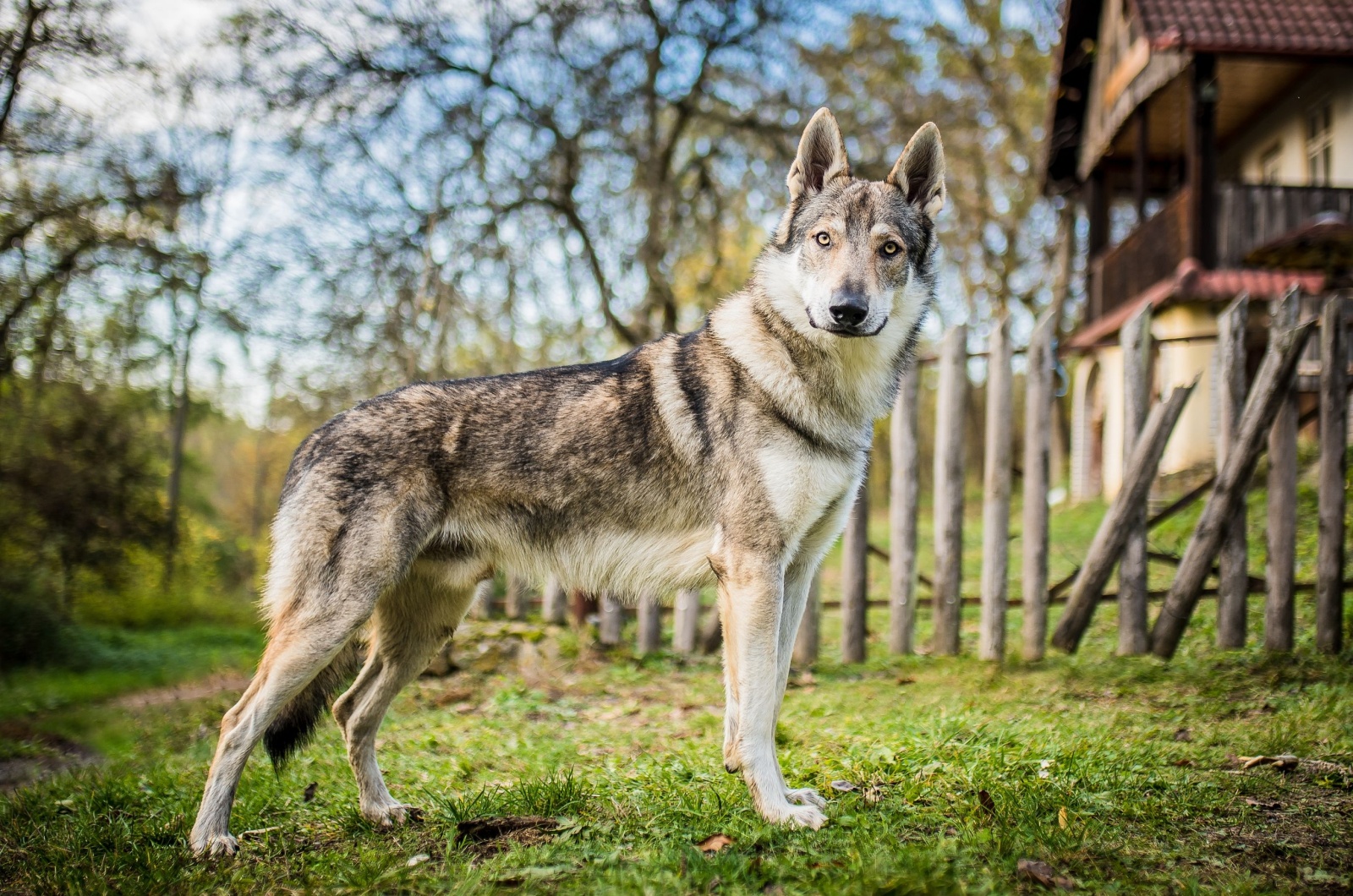 Czechoslovakian Wolfdog