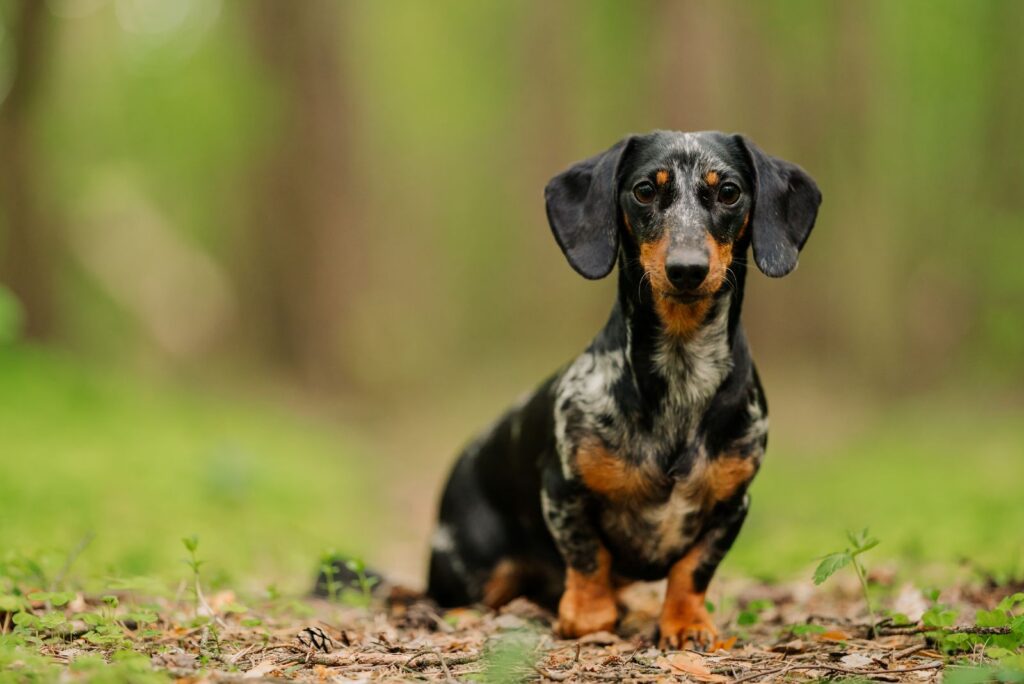 Dachshund