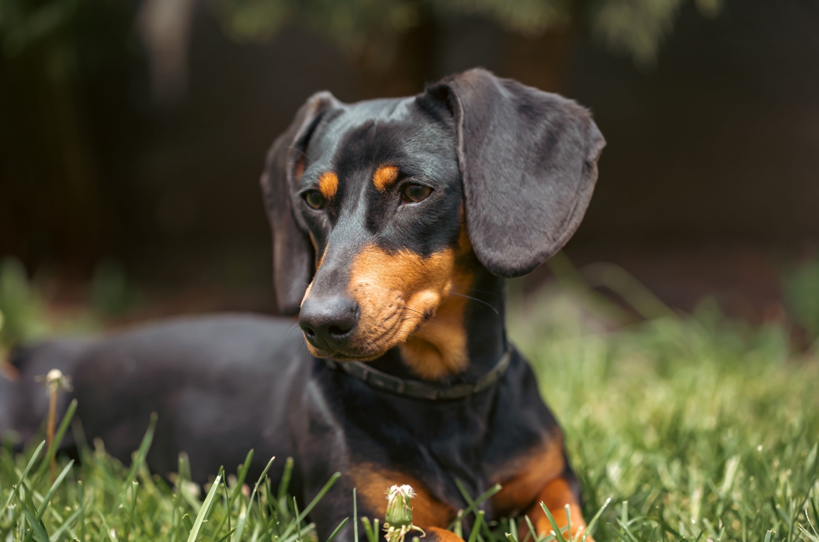 Dachshund laying down