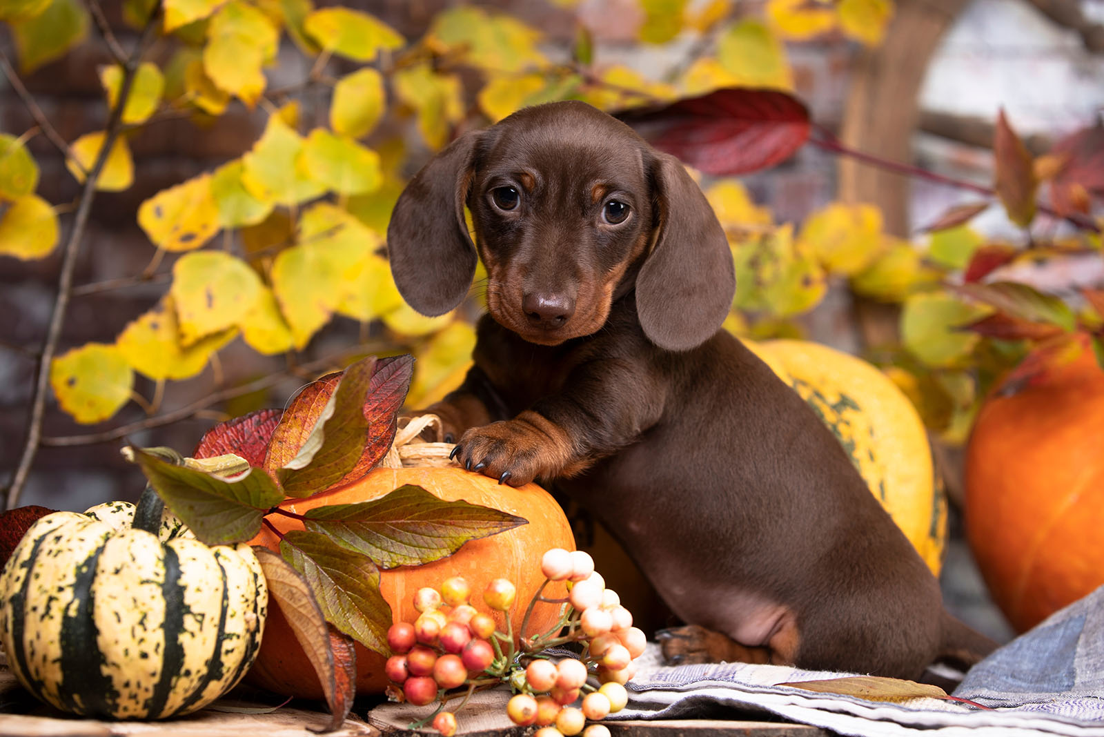 dachshund puppy