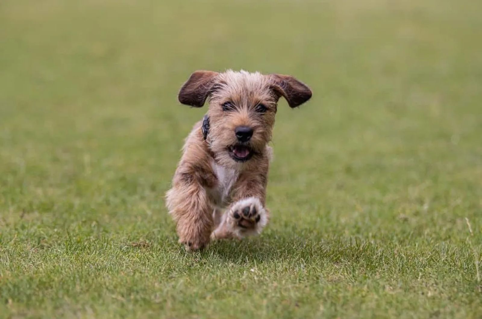 Dachsi Apso Lhasa Apso X Dachshund