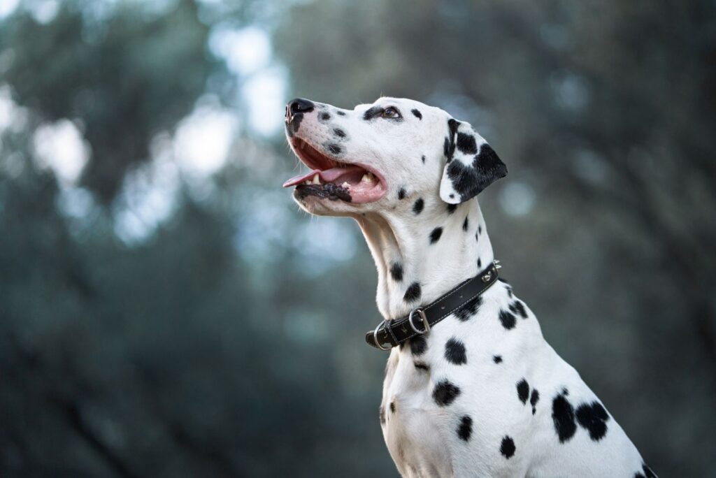 Dalmatian