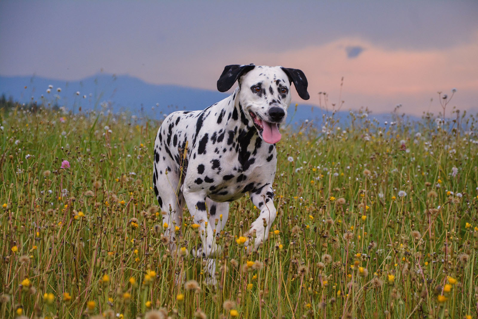 Dalmatian