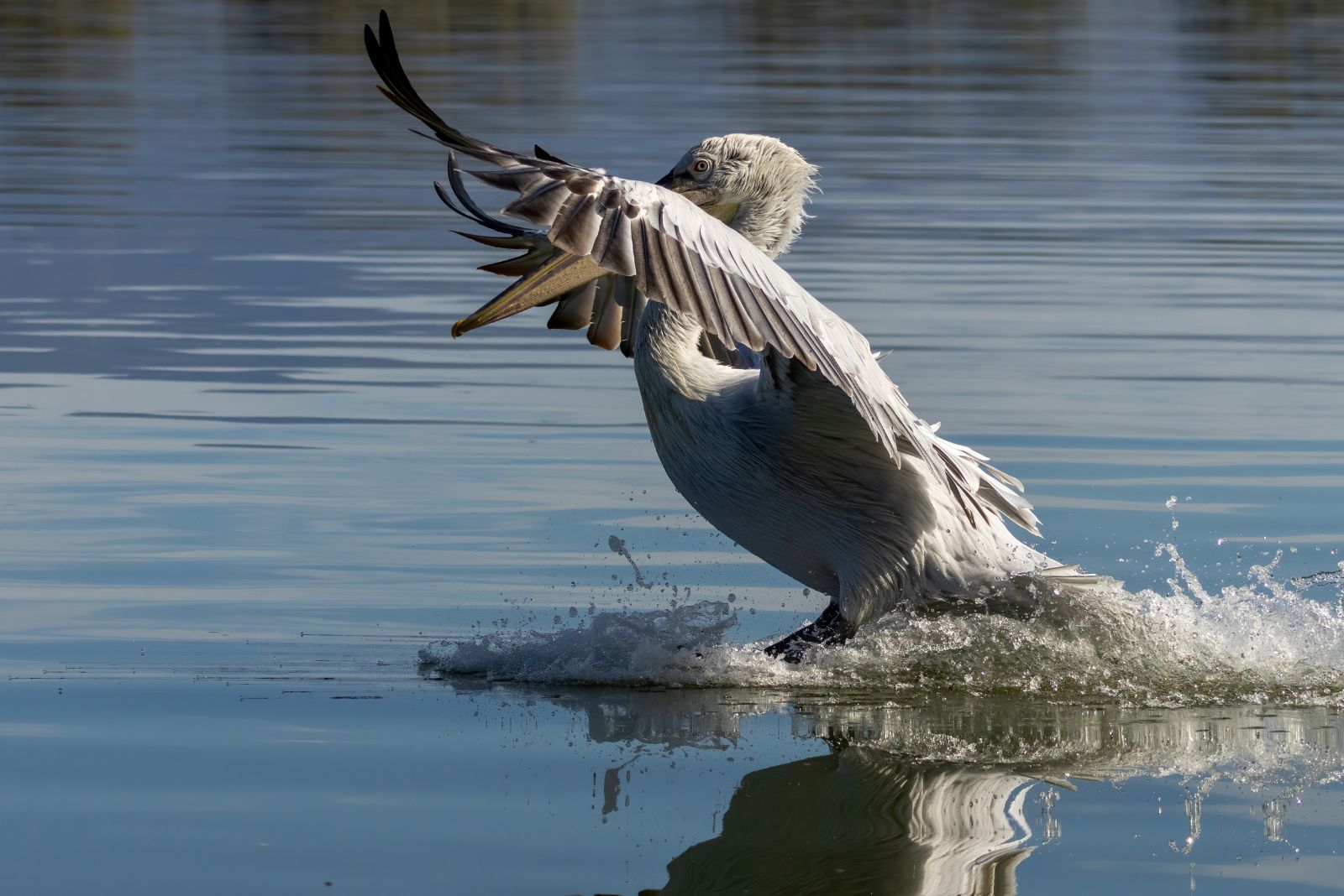 Dalmatian Pelican