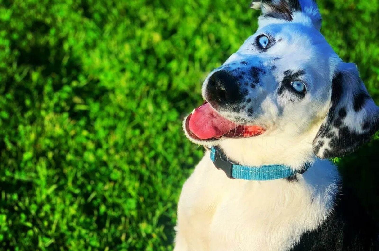 Dalmatian X Bernese Mountain Dog Mix