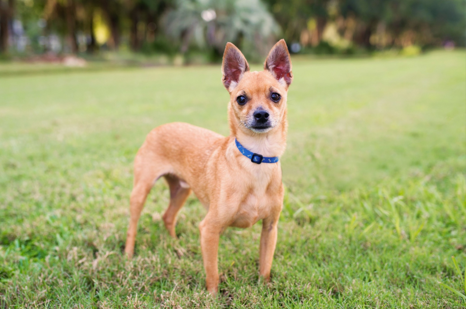 Deer Head Chihuahua