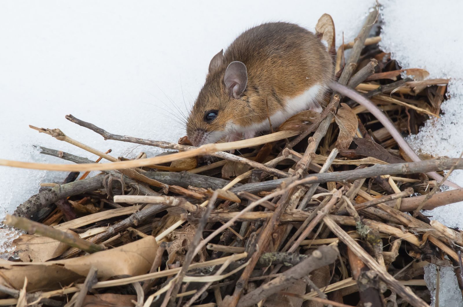 Deer Mice