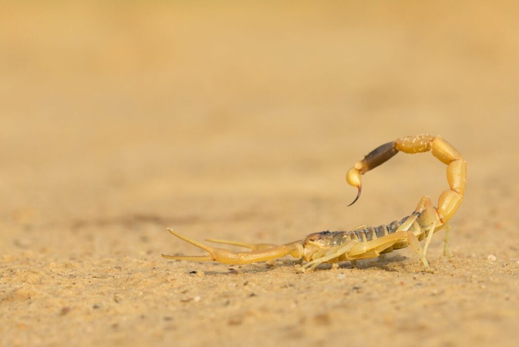 Desert Scorpion