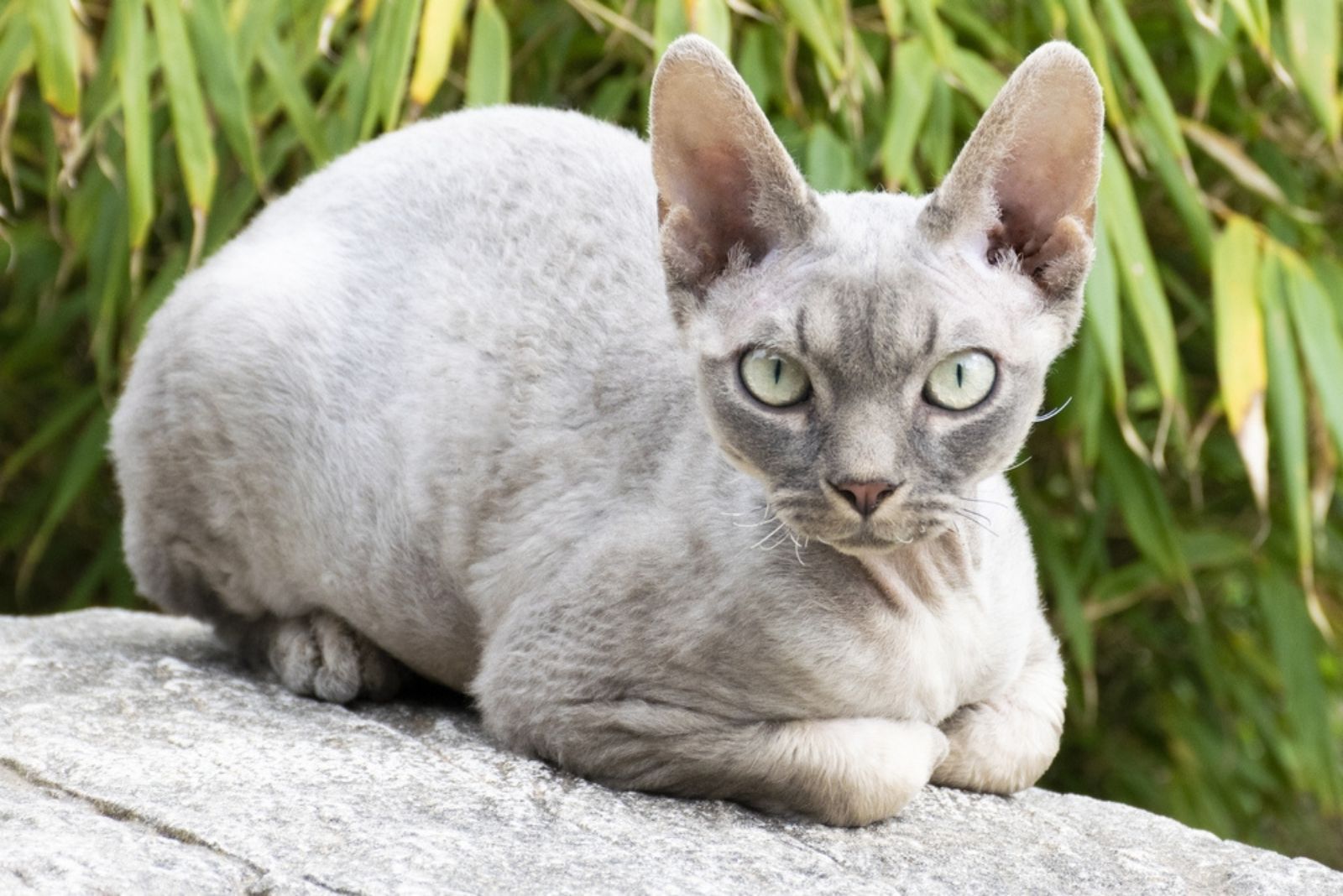 Devon Rex cat