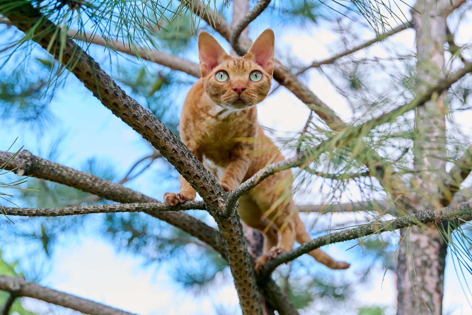 Devon Rex cat on the tree