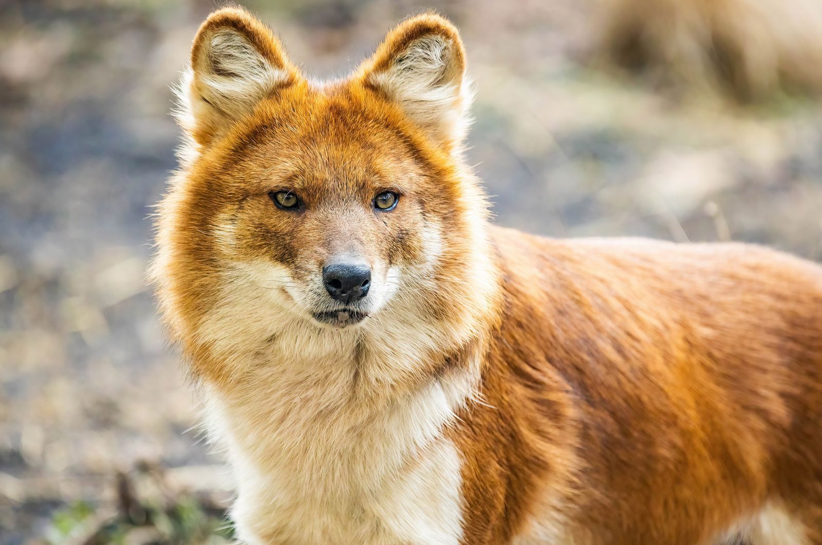 Dhole