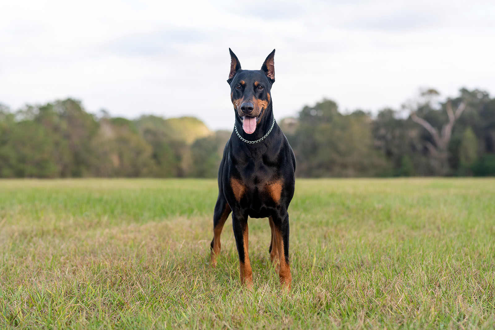 Doberman Pinscher