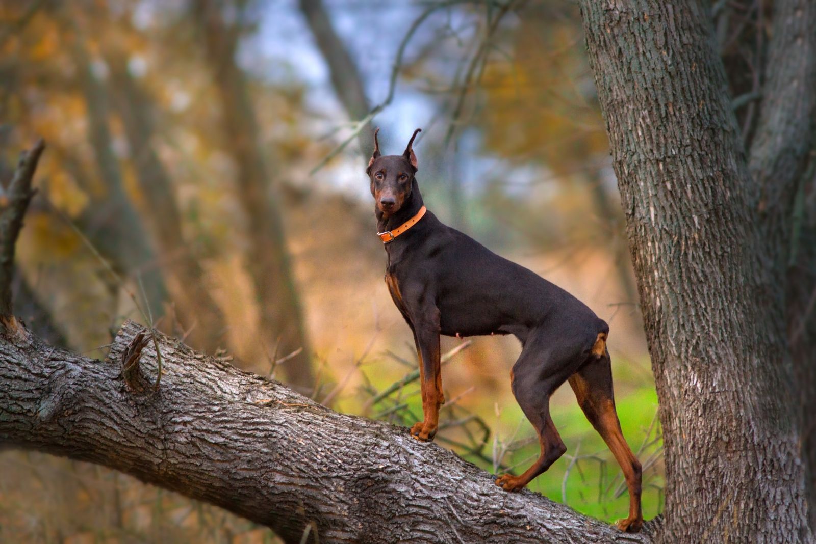 Doberman Pinscher