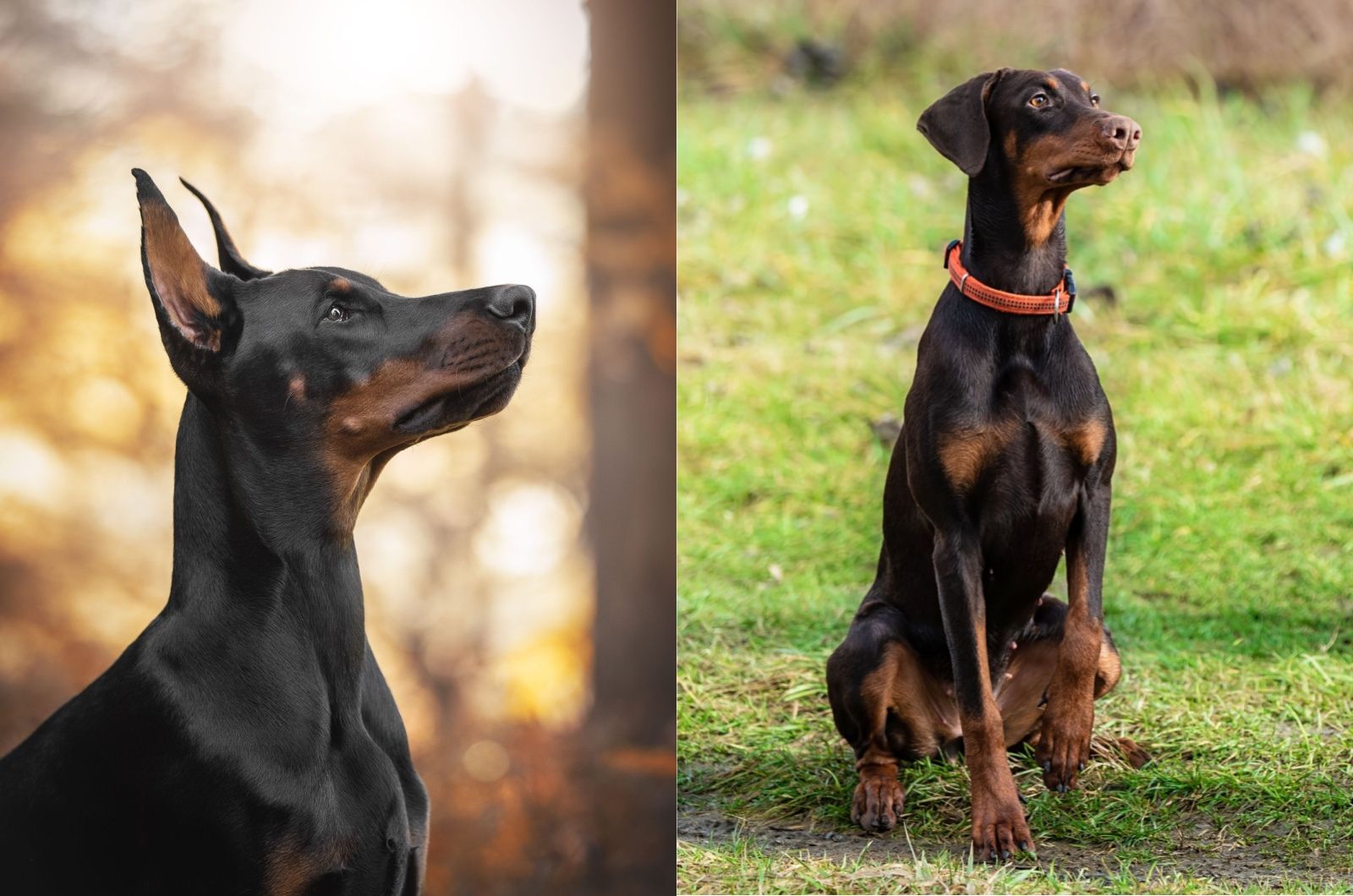 Dobermans looking away