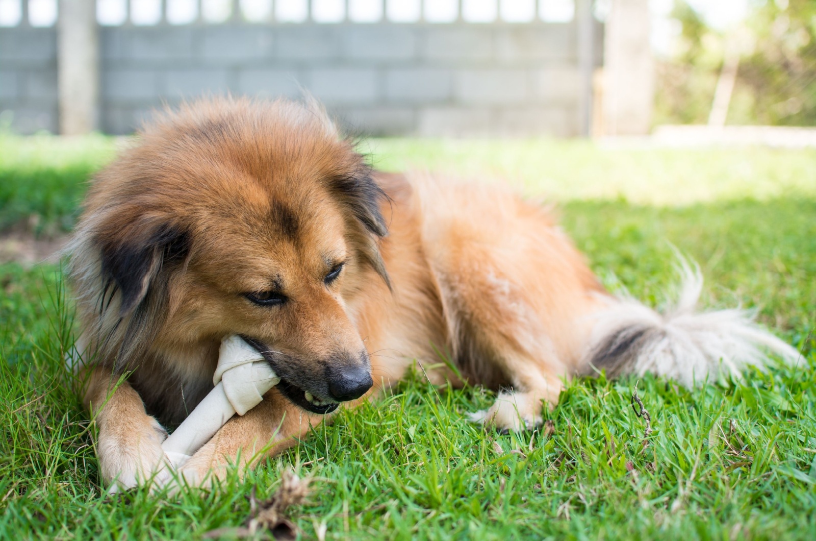 Dog eating a bone