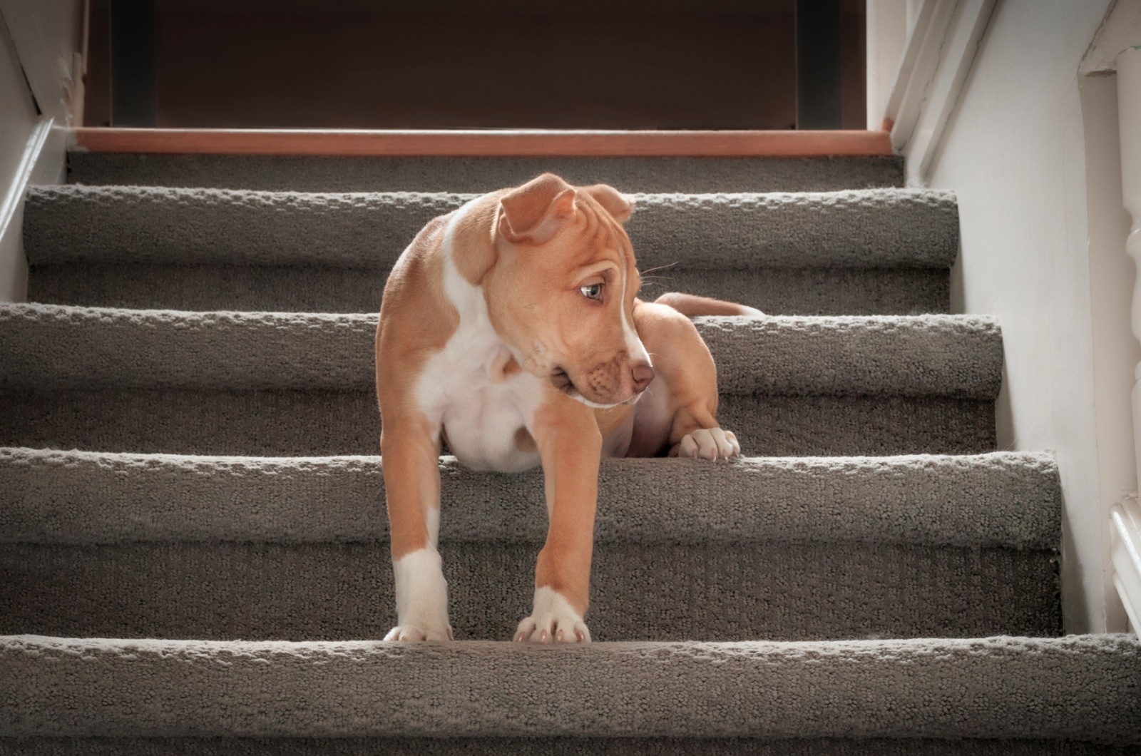 Dog on stairs