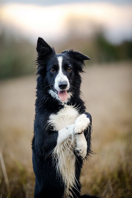 Dog standing on a two legs