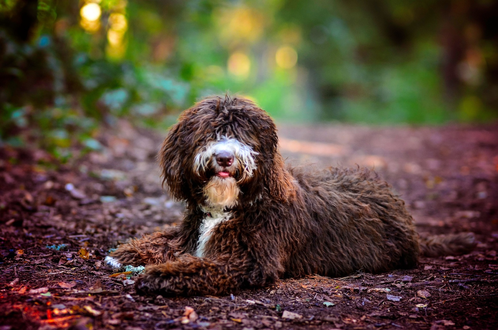 Dog with curly Hair