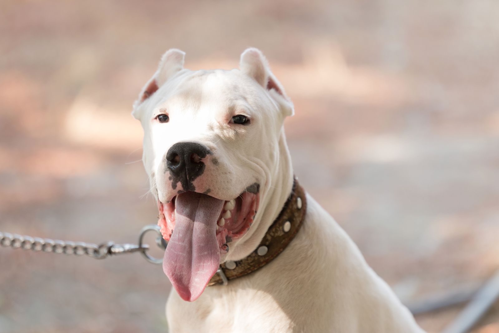 Dogo Argentino