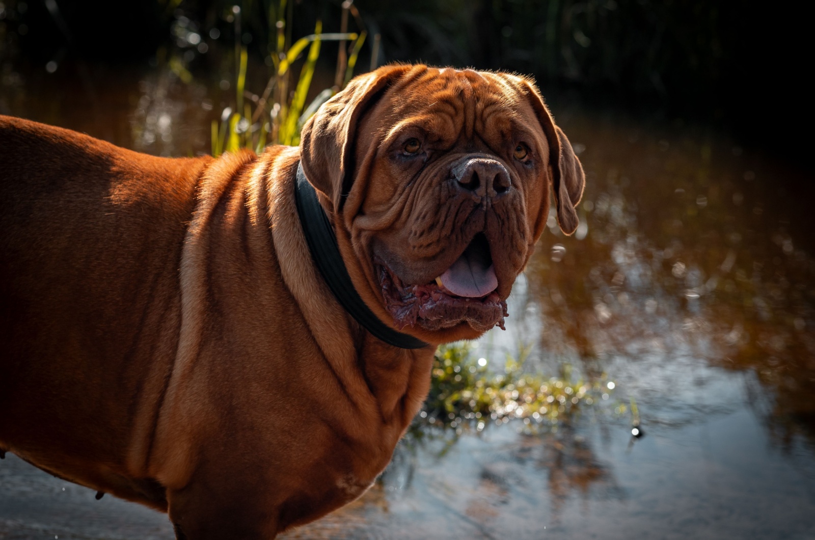 Dogue de Bordeaux