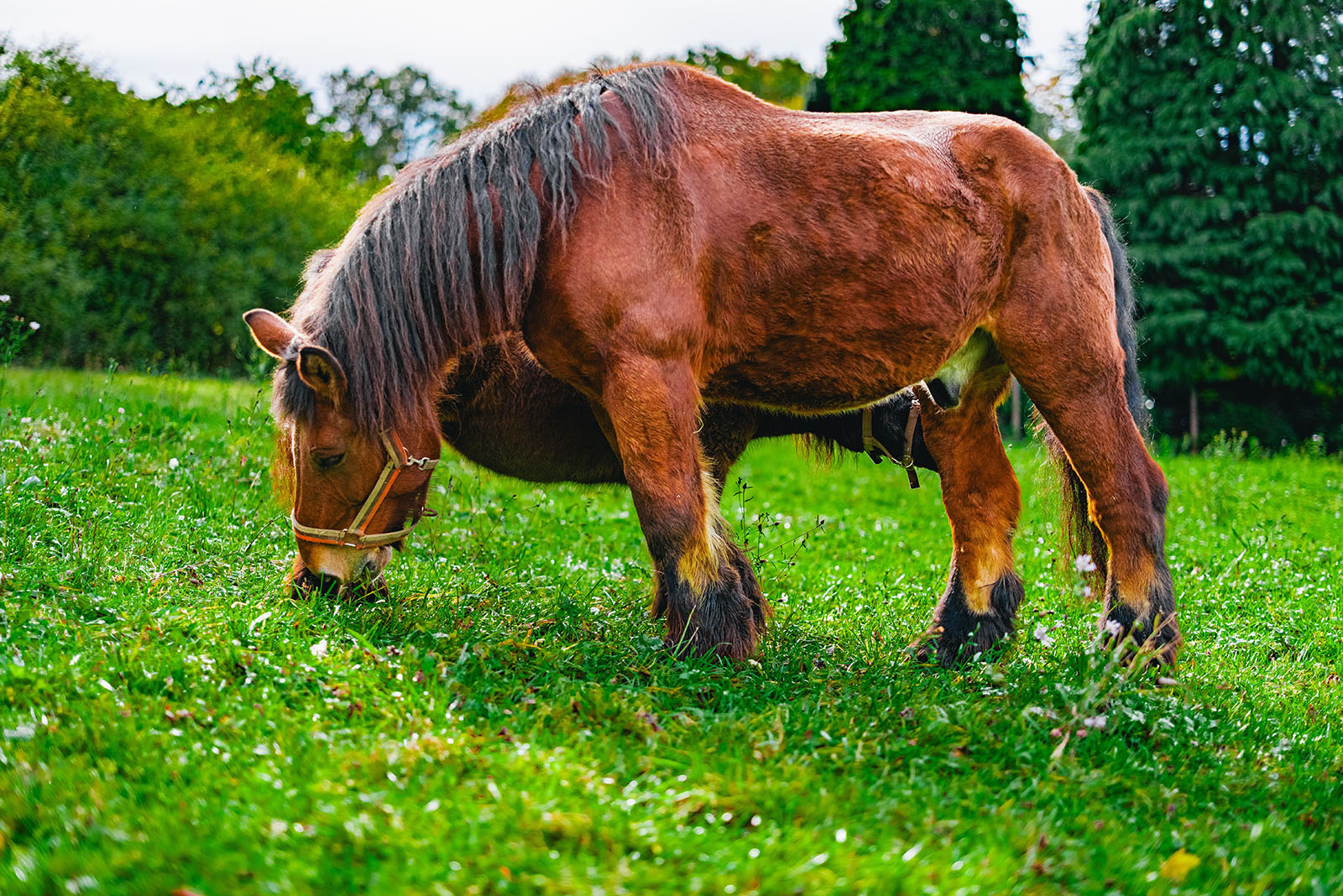 Draft Horse