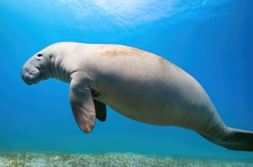 Dugong