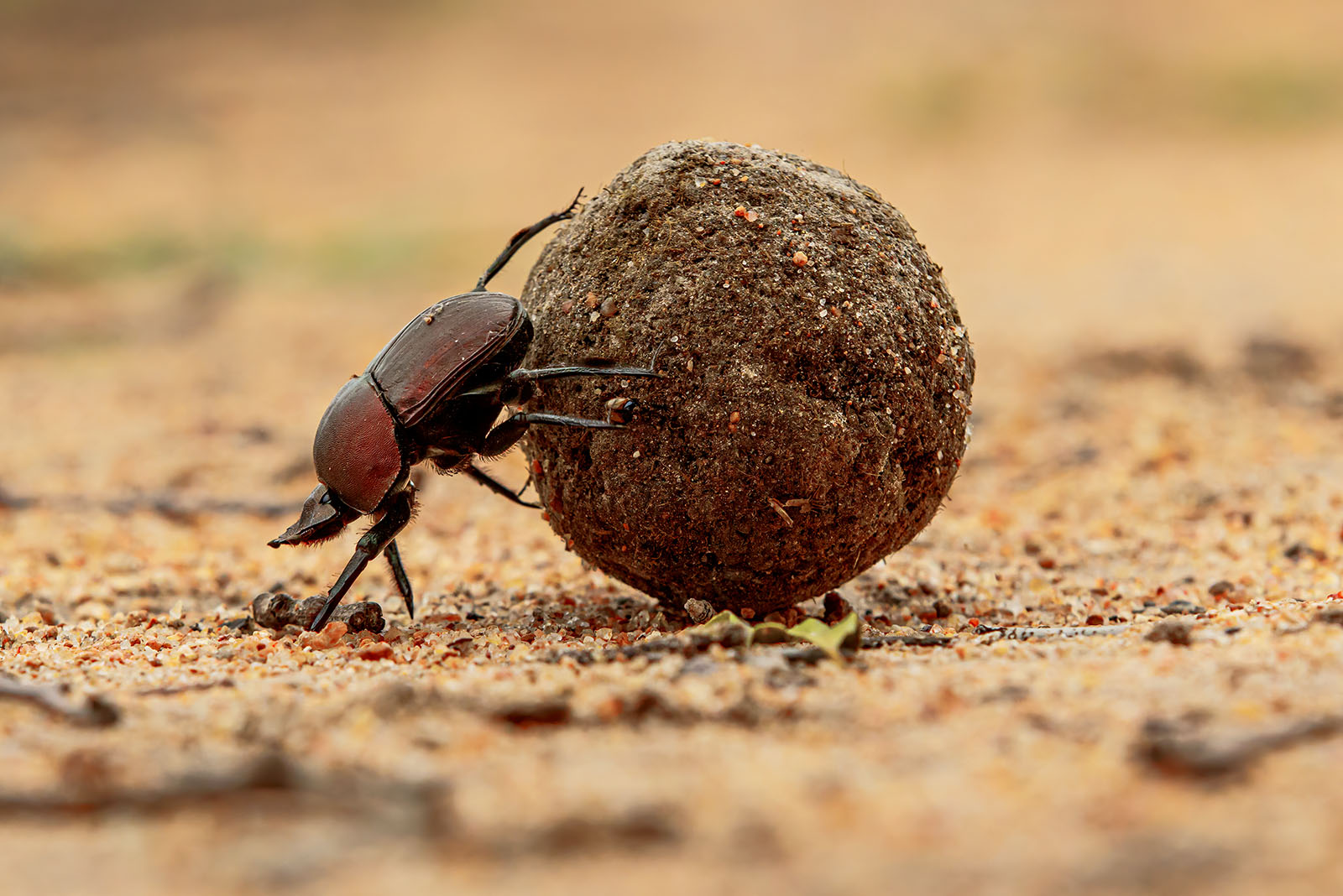 Dung Beetle