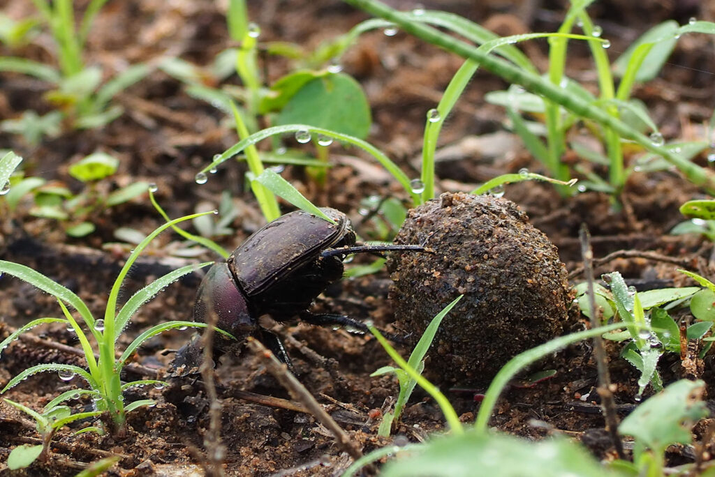 Dung Beetles