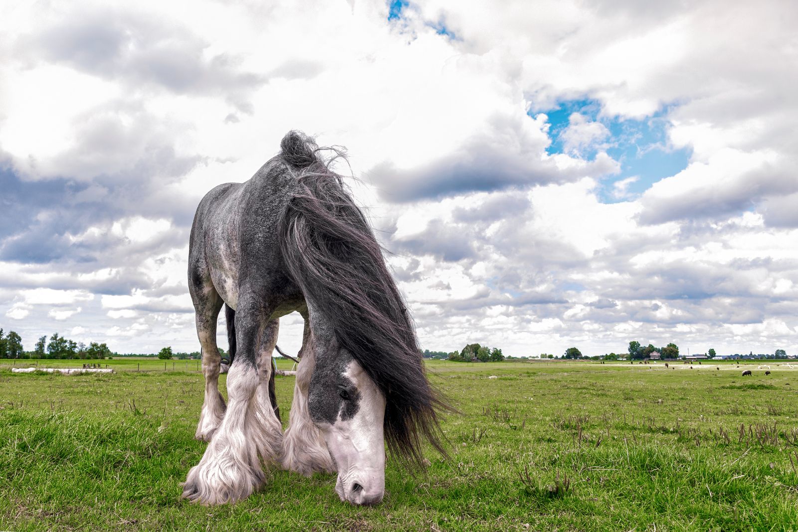 Dutch Draft horse