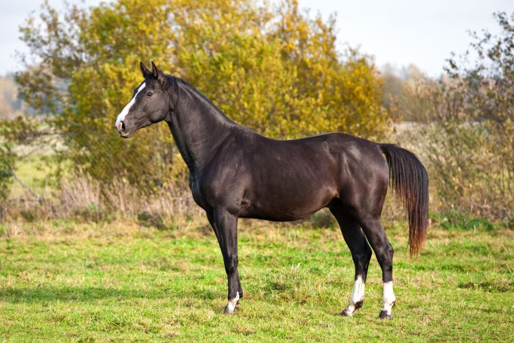 Dutch Warmblood