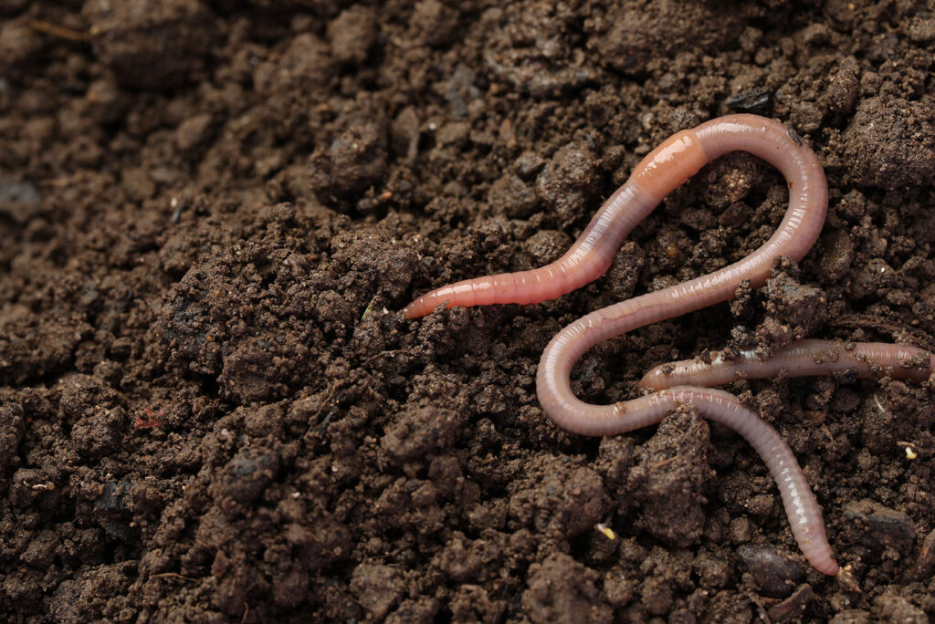 Earthworms