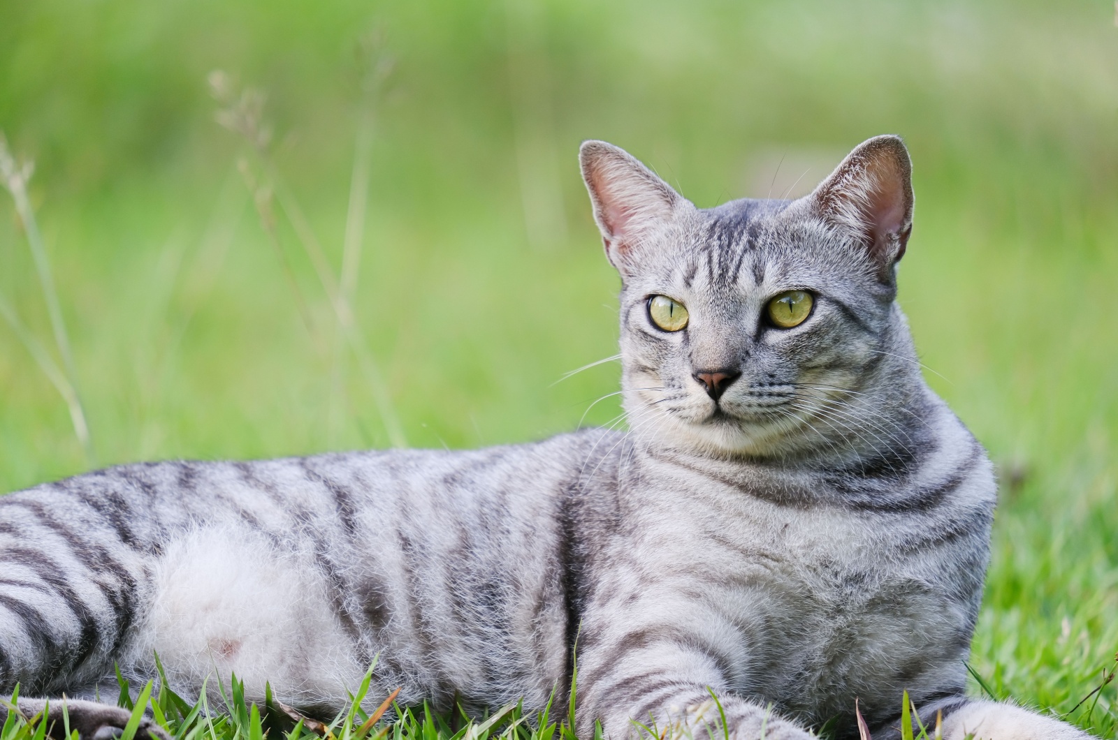 Egyptian Mau