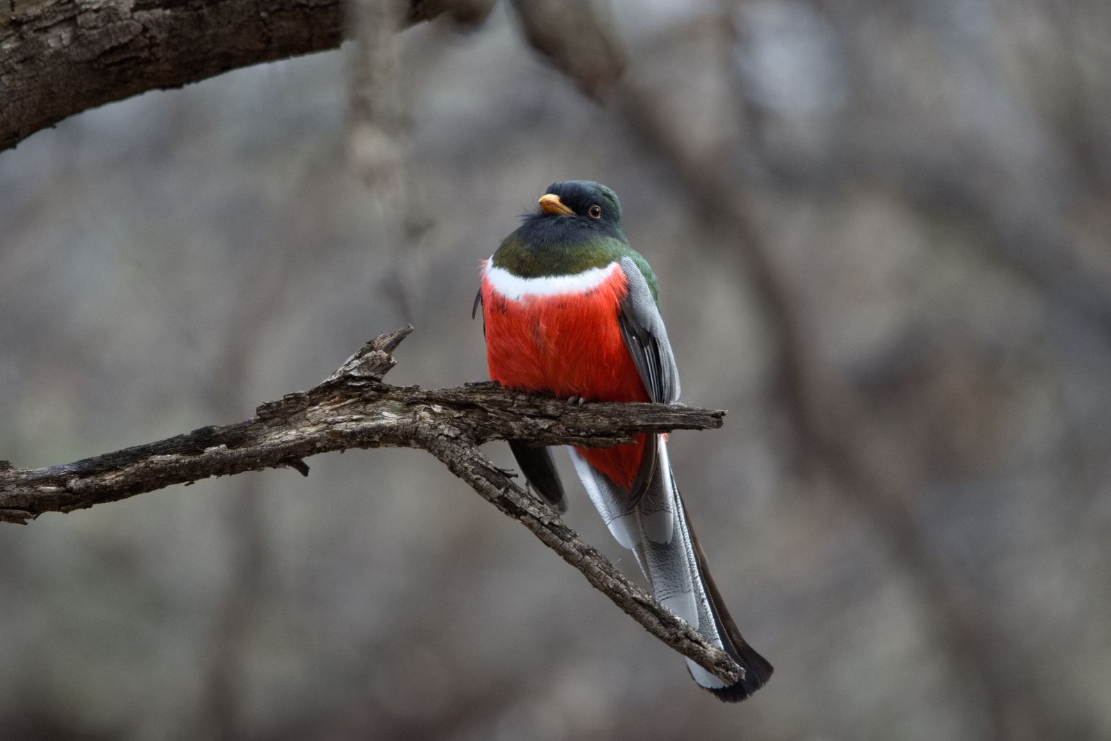 Elegant Trogon