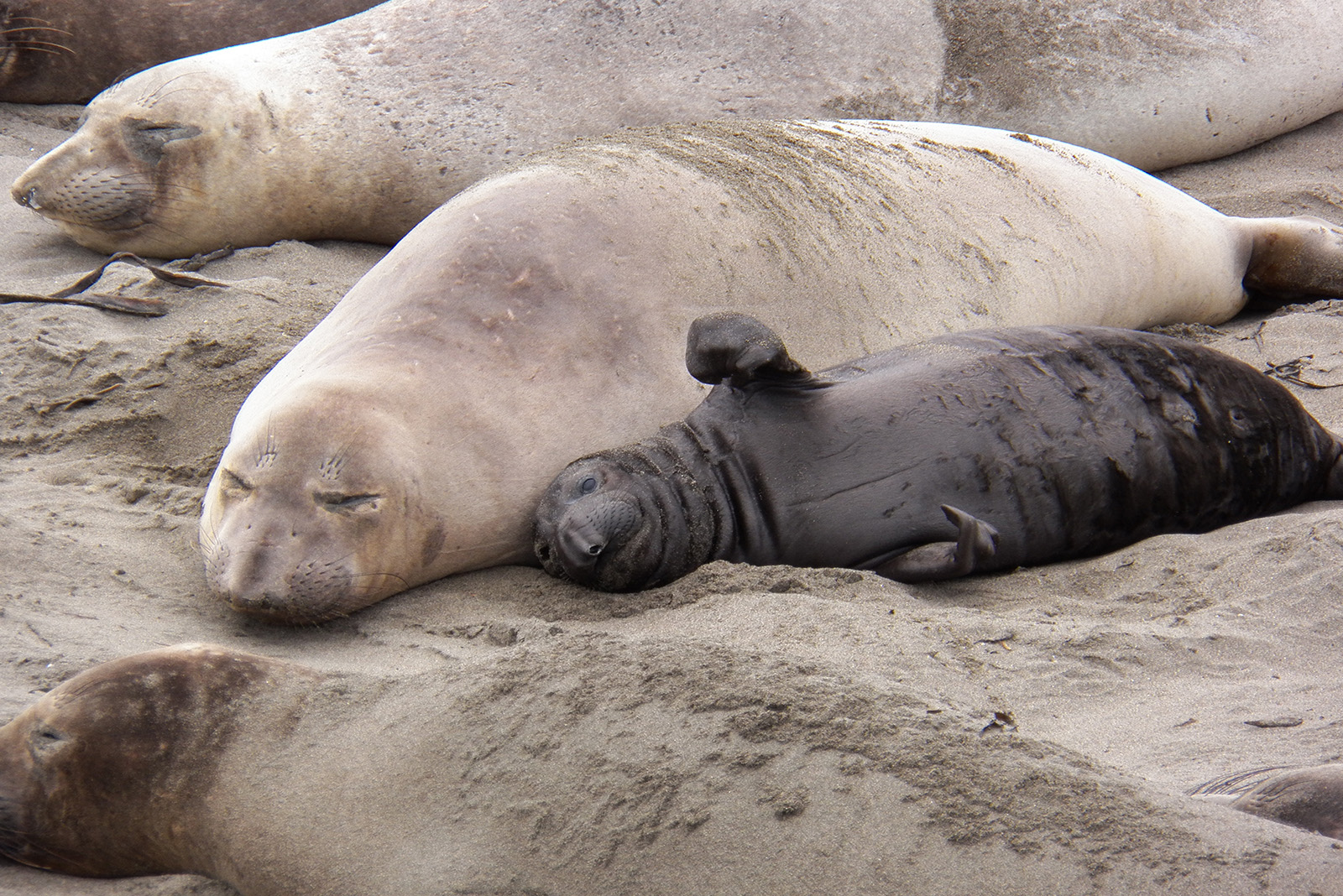 Elephant Seals