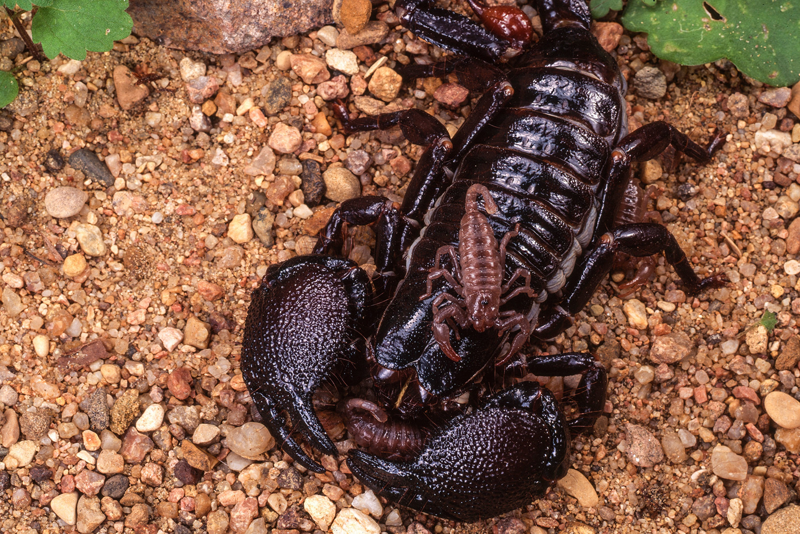 Emperor Scorpion