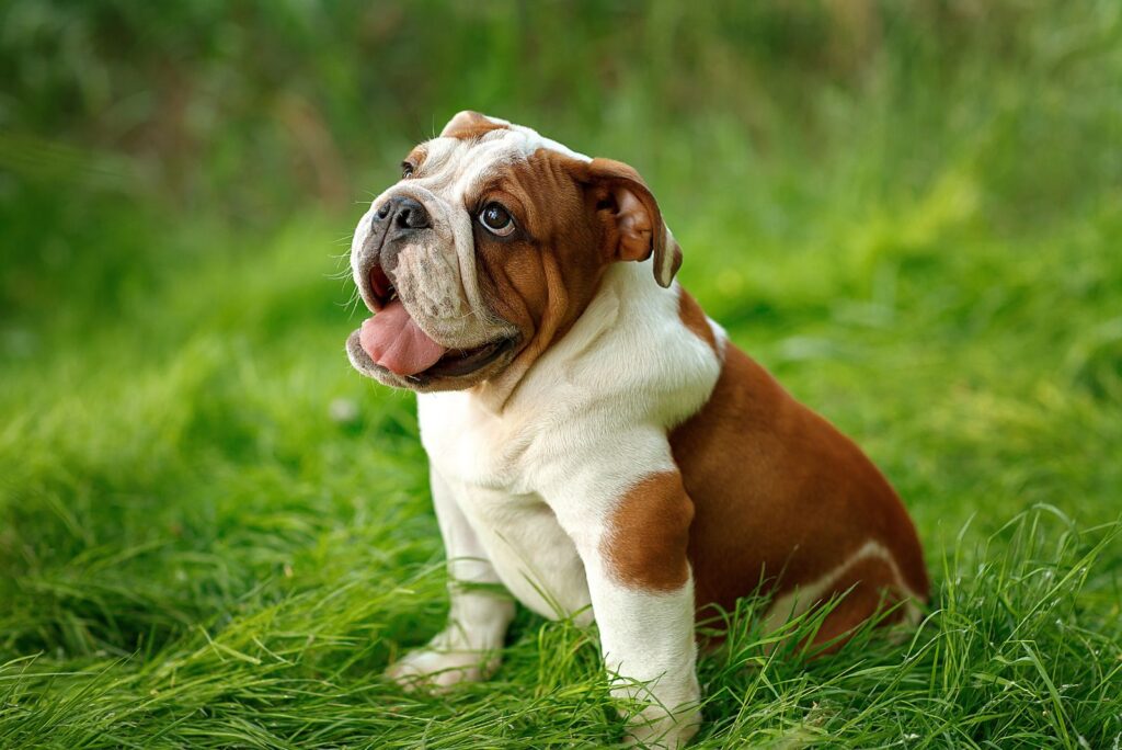 English Bulldog