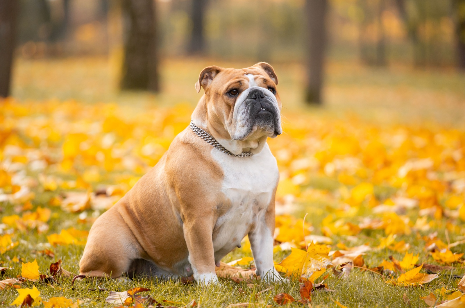 English Bulldog