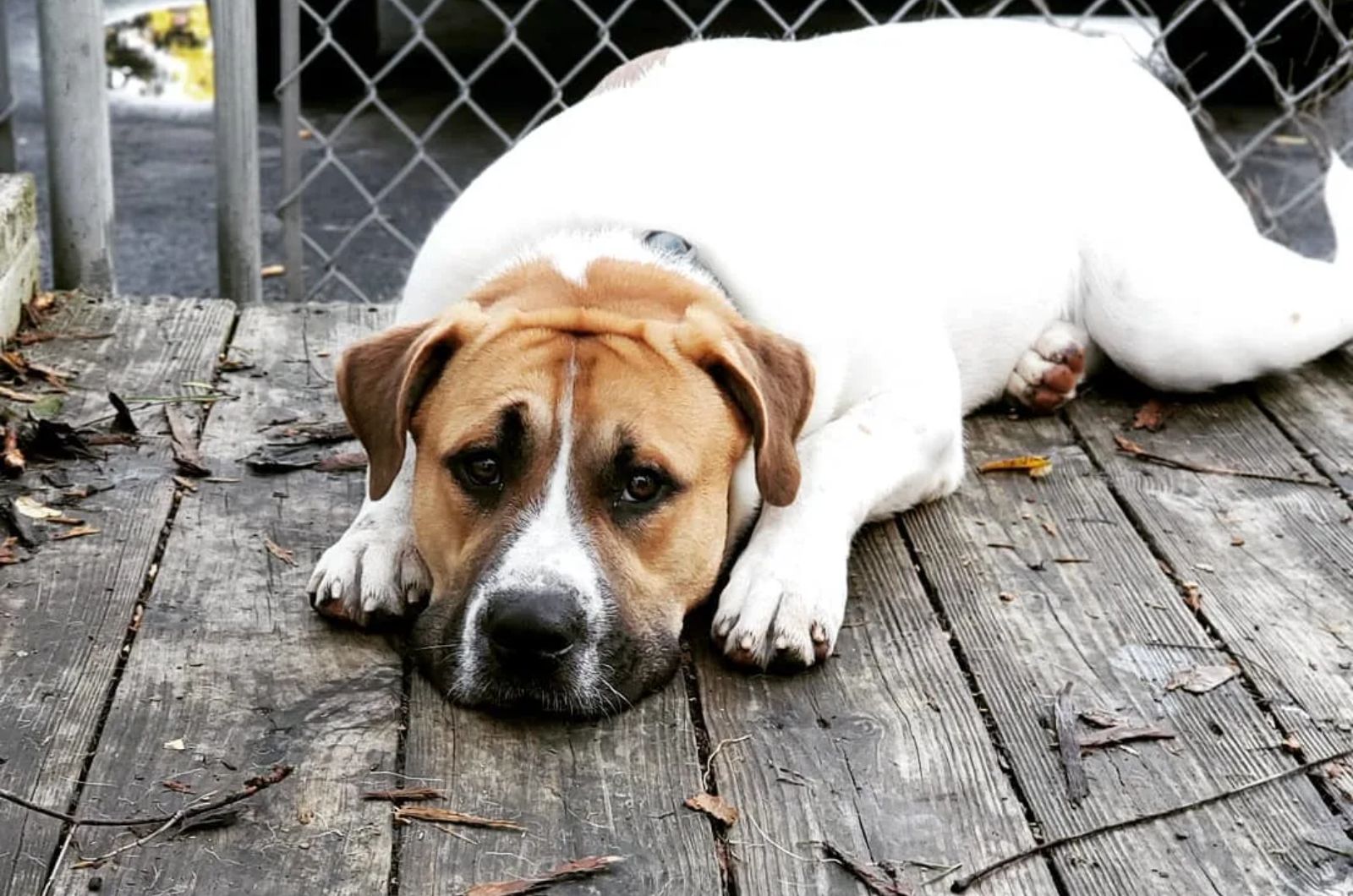 English Bulldog X Bernese Mountain Dog Mix