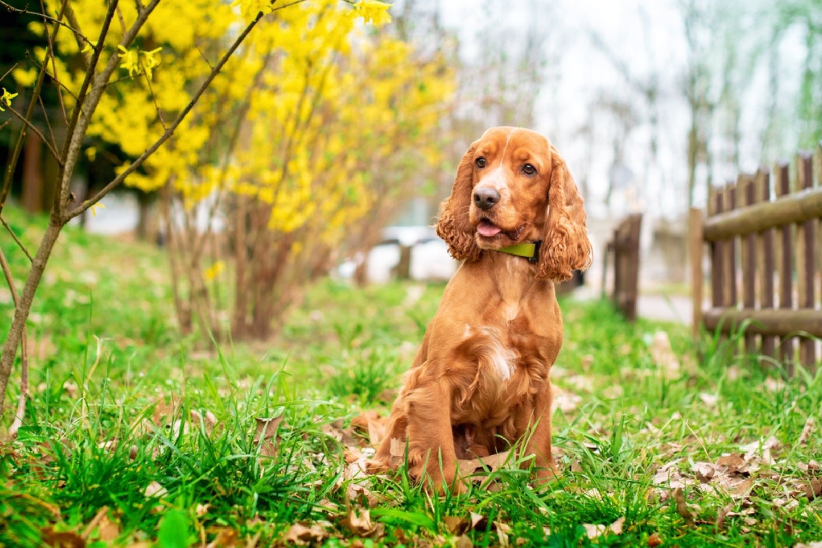 English Cocker Spaniel